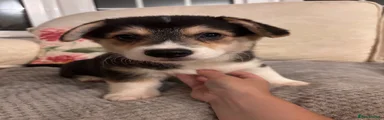 Welsh Corgi Pembroke 7