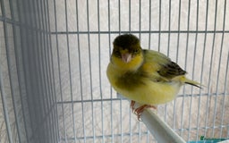 Canaries birds for sale: Breeding pair of canaries - Image 8