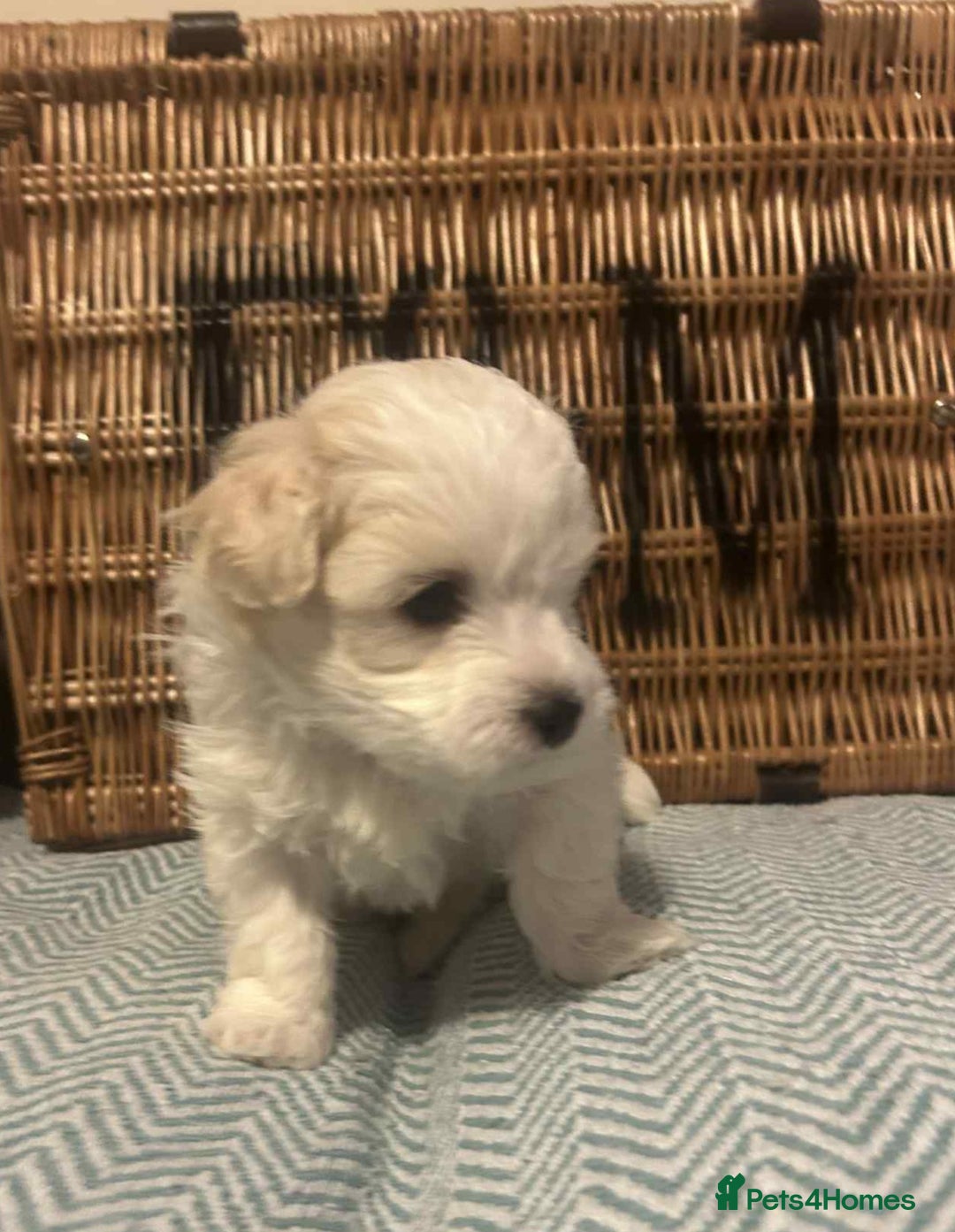 Mixed Breed dogs for sale: Cotonese puppies  - Advert 1