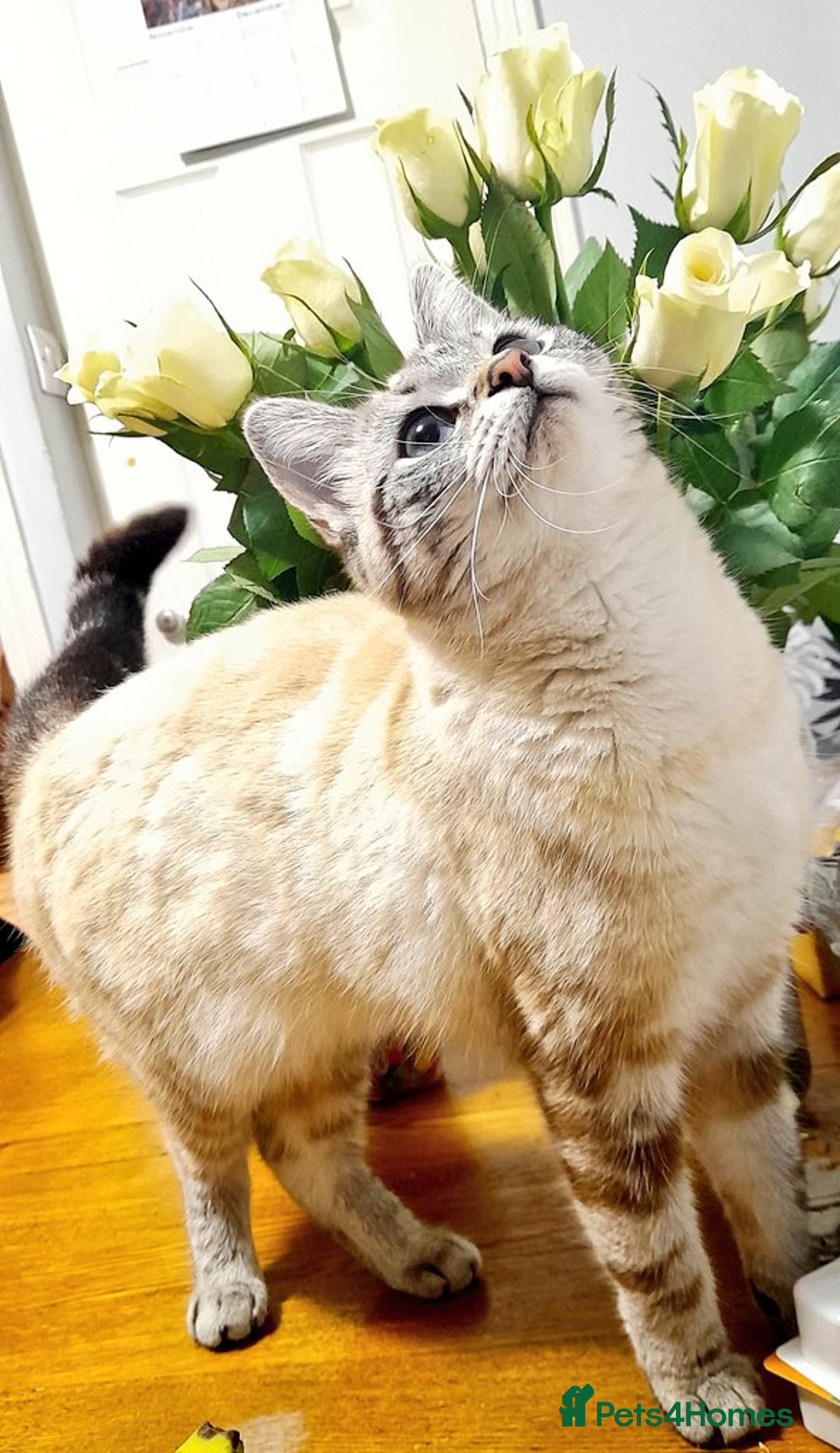 Mixed Breed cats for sale: Adorable kittens FOR SALE - Advert 8