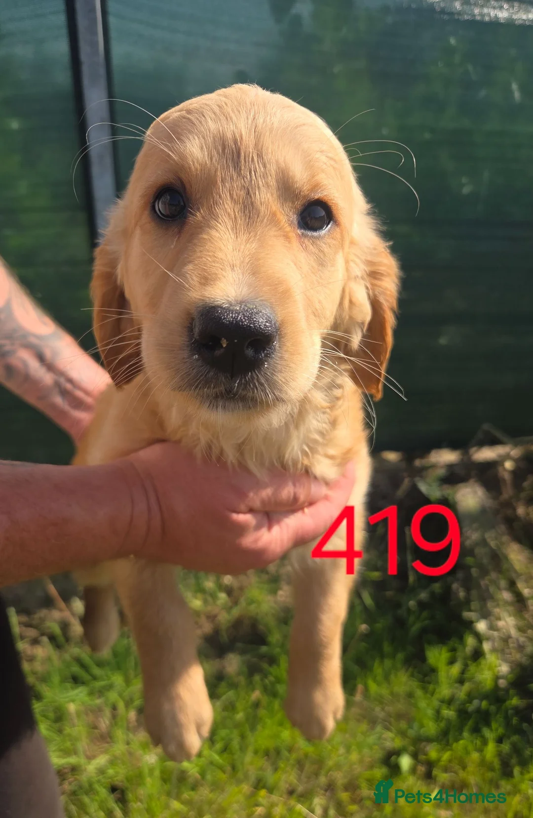 Golden Retriever dogs for sale: 🐶 Beautiful dark working golden retriever pups 🐶 - Advert 13