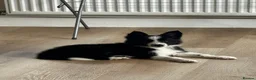 Border Collie dogs for sale: 2 Beautiful collies left ready to leave - Advert 4