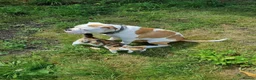 American Bulldog dogs for sale: Happy, chunky, healthy American Bulldog puppies  - Advert 12