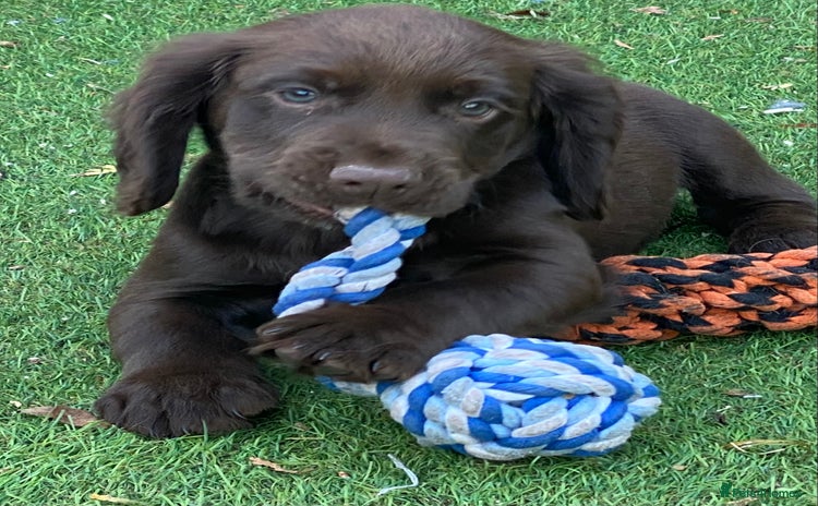 Cocker Spaniel dogs - Advert 3
