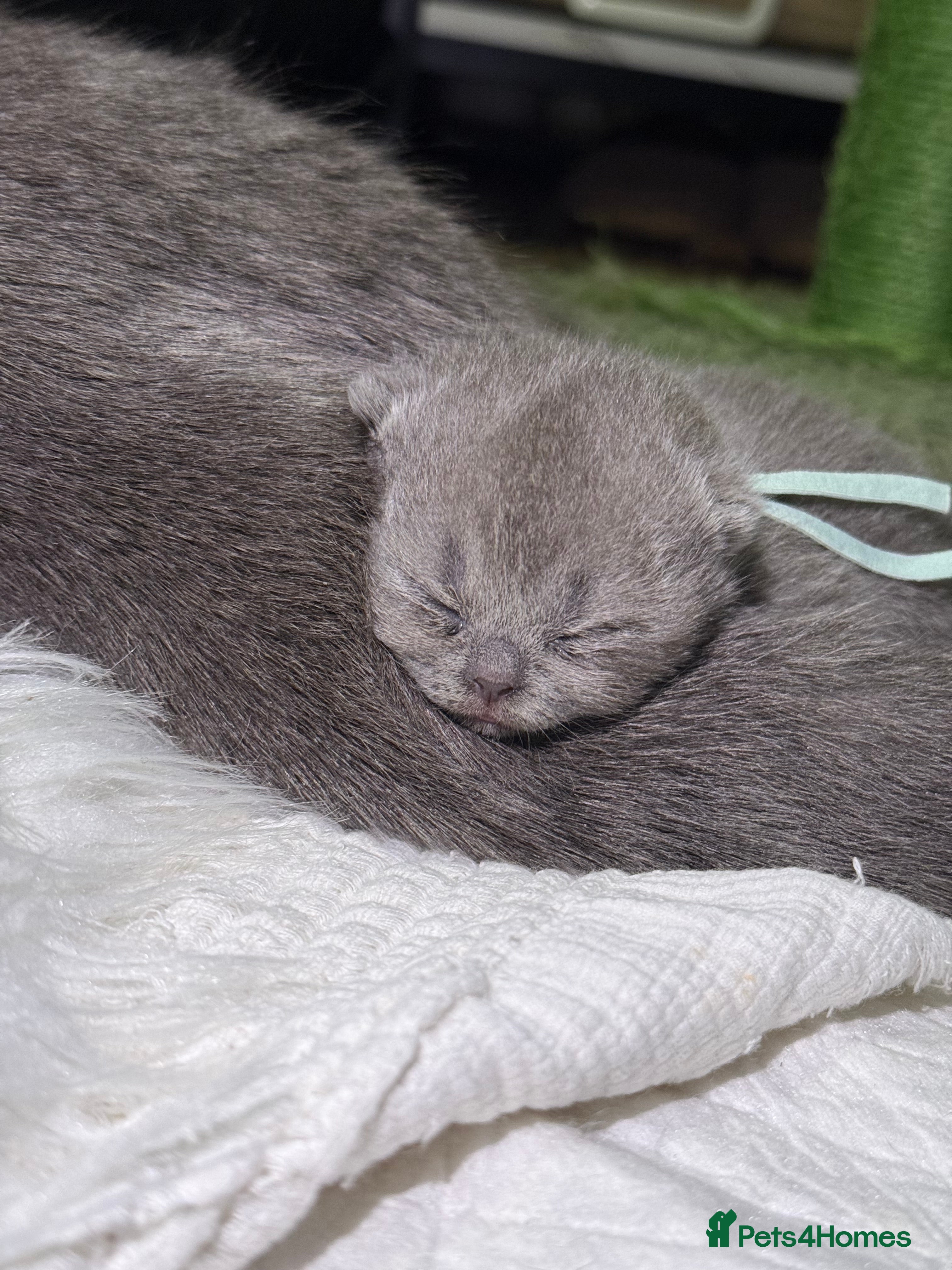 British Shorthair cats ACTIVE GCCF 100% PURE XL Chunky Exceptional - Advert 2