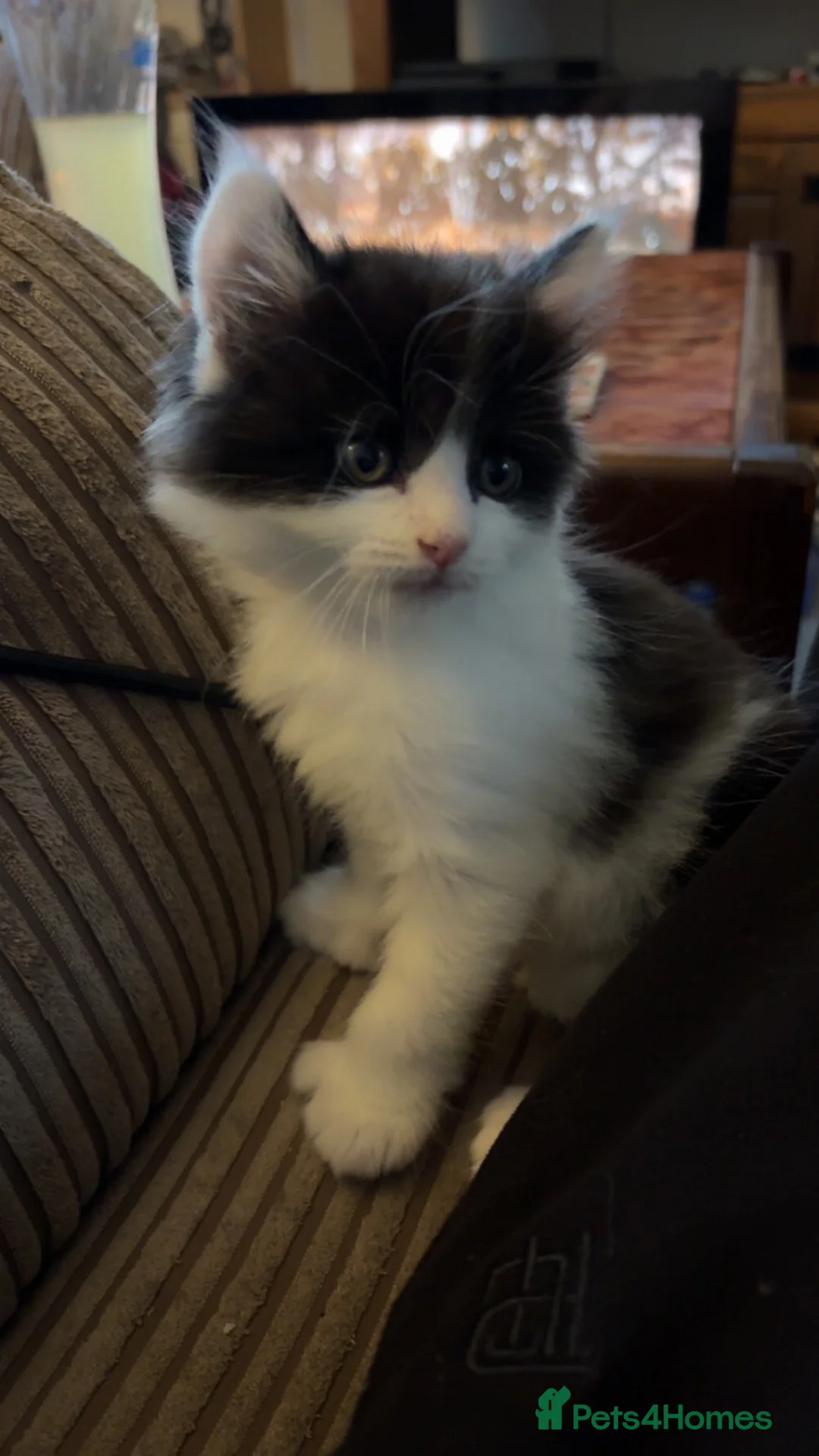 British Longhair cats for sale: Beautiful long haired polydactyl kittens for sale  - Advert 11