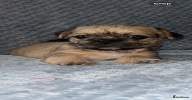 Shih Tzu dogs - Advert 5