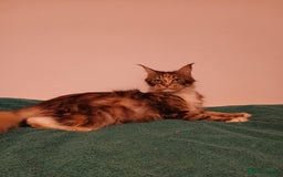 Maine Coon cats for sale: 4 boys for sale - Image 1