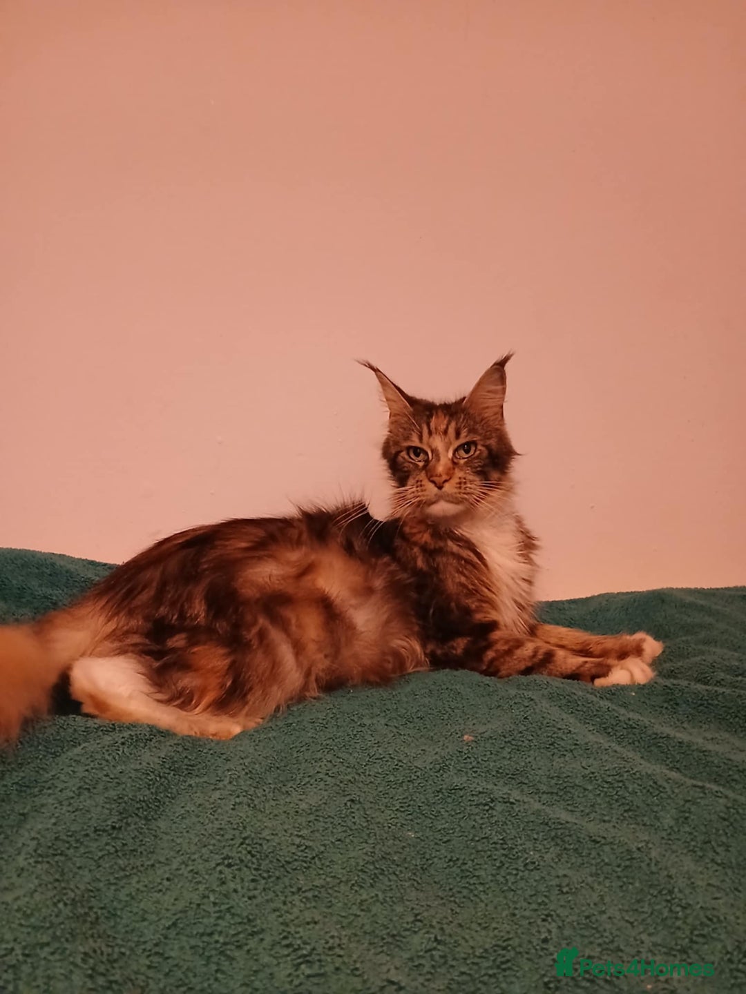 Maine Coon cats for sale: 4 boys for sale - Image 1
