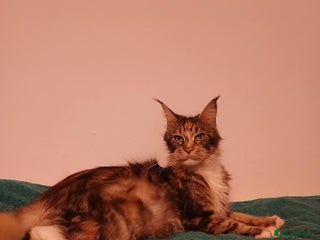 Maine Coon cats 4 boys for sale - Advert 13