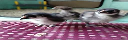 Chickens poultry for sale: Bantam Orpington Chicks - Advert 2