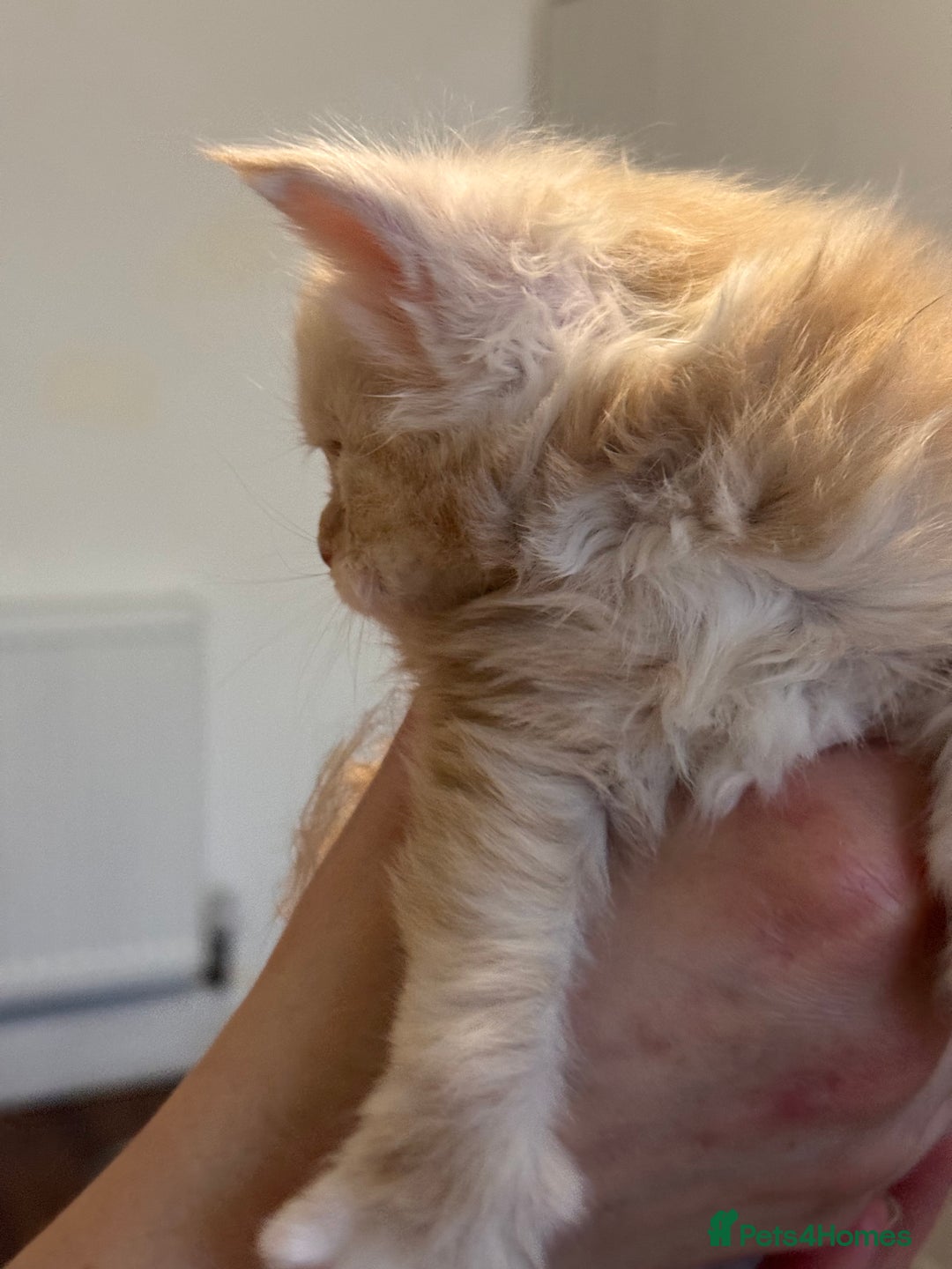 Maine Coon cats for sale: Gorgeous Shaded Line Maine Coon Kittens - Advert 16