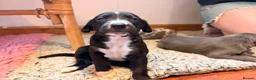 Mixed Breed dogs for sale: The most beautiful Beddie x whippet x collie  - Advert 17