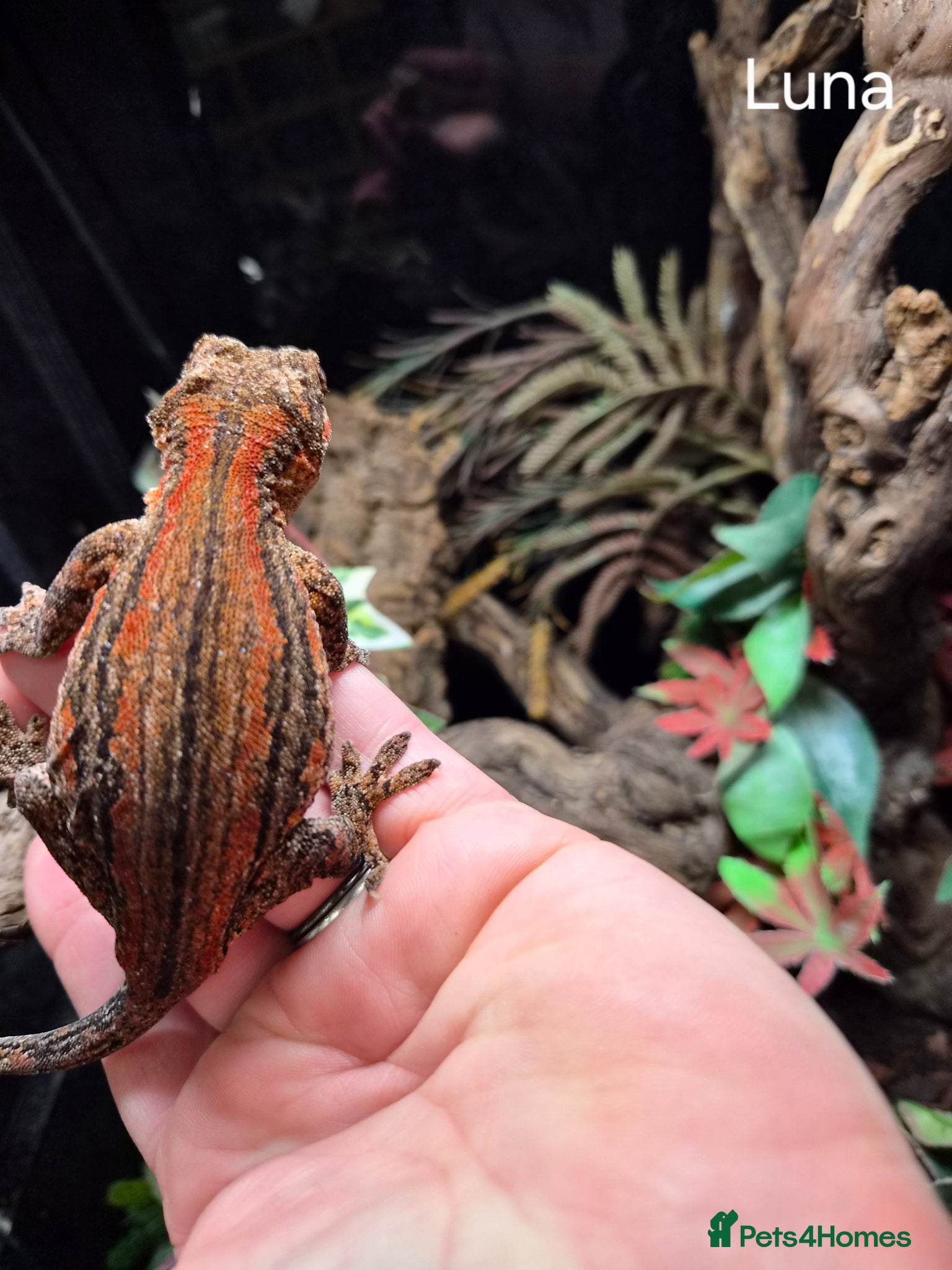 Mixed Breed reptiles Selling all our reptile collection updated - Advert 2