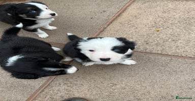 Border Collie dogs - Advert 7