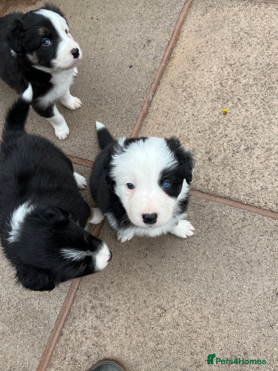 Border Collie dogs for sale: Beautiful Tri-colour border collies - Image 2