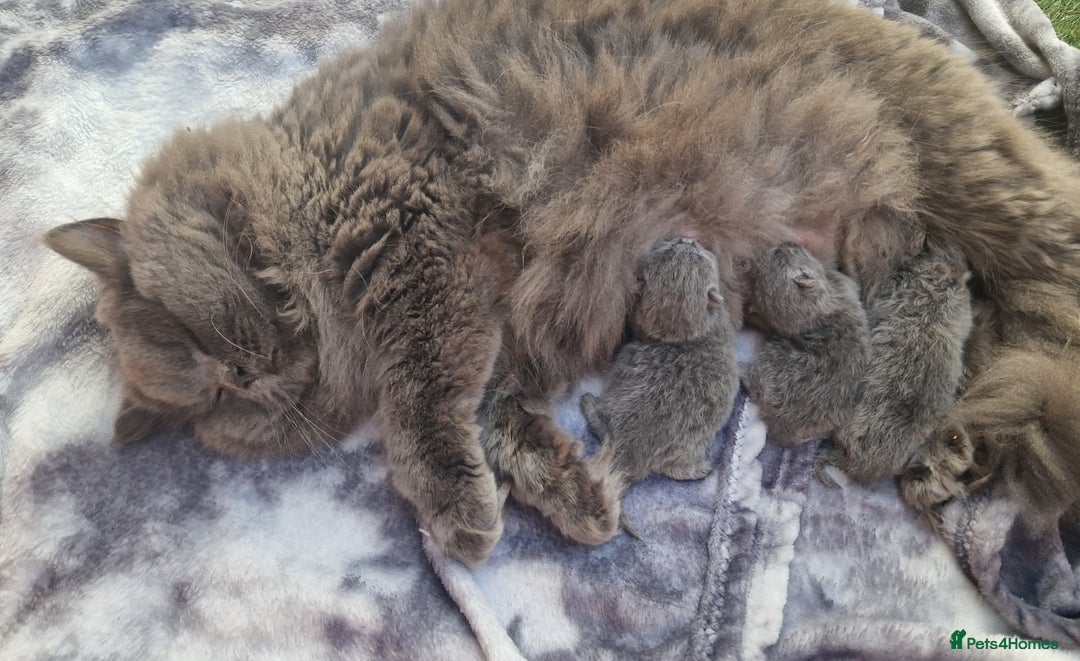 British Shorthair cats for sale: ✨ GCCF Registered British Shorthair Kittens ✨ - Image 8