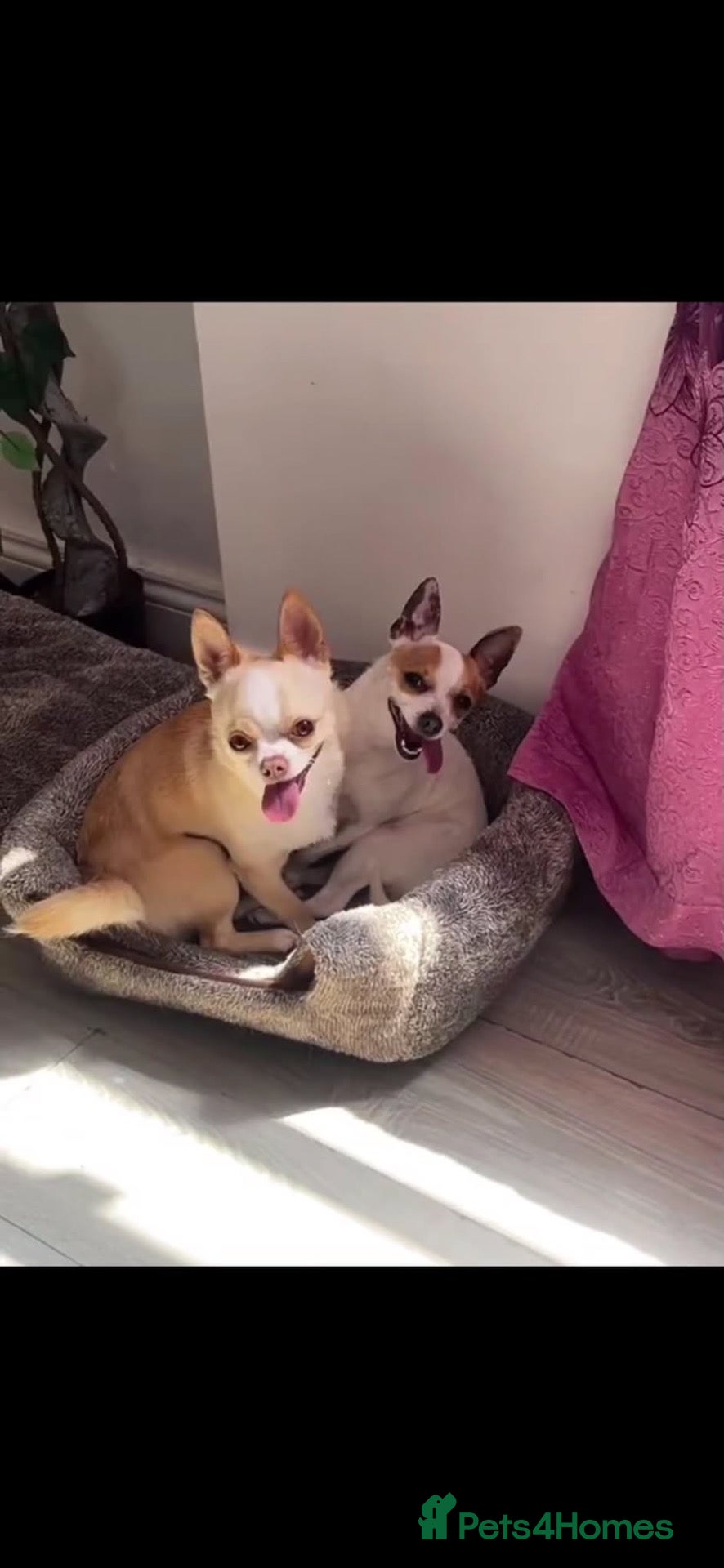 Chihuahua dogs Beautiful Chiuava - Advert 1