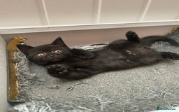 Brazilian Shorthair cats for sale: 3 British short hair x bengal kittens - Image 3