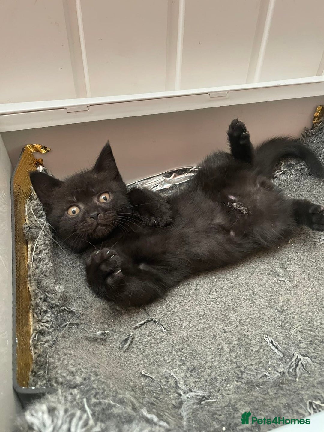 Brazilian Shorthair cats for sale: 3 British short hair x bengal kittens - Image 3