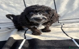 Cockapoo dogs for sale: 🐾STUNNING F1 COCKERPOOS 🐾health tested parents🐾 - Image 11