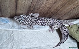 Leopard Gecko reptiles for sale: crested geckos - possible a full setup  - Advert 2