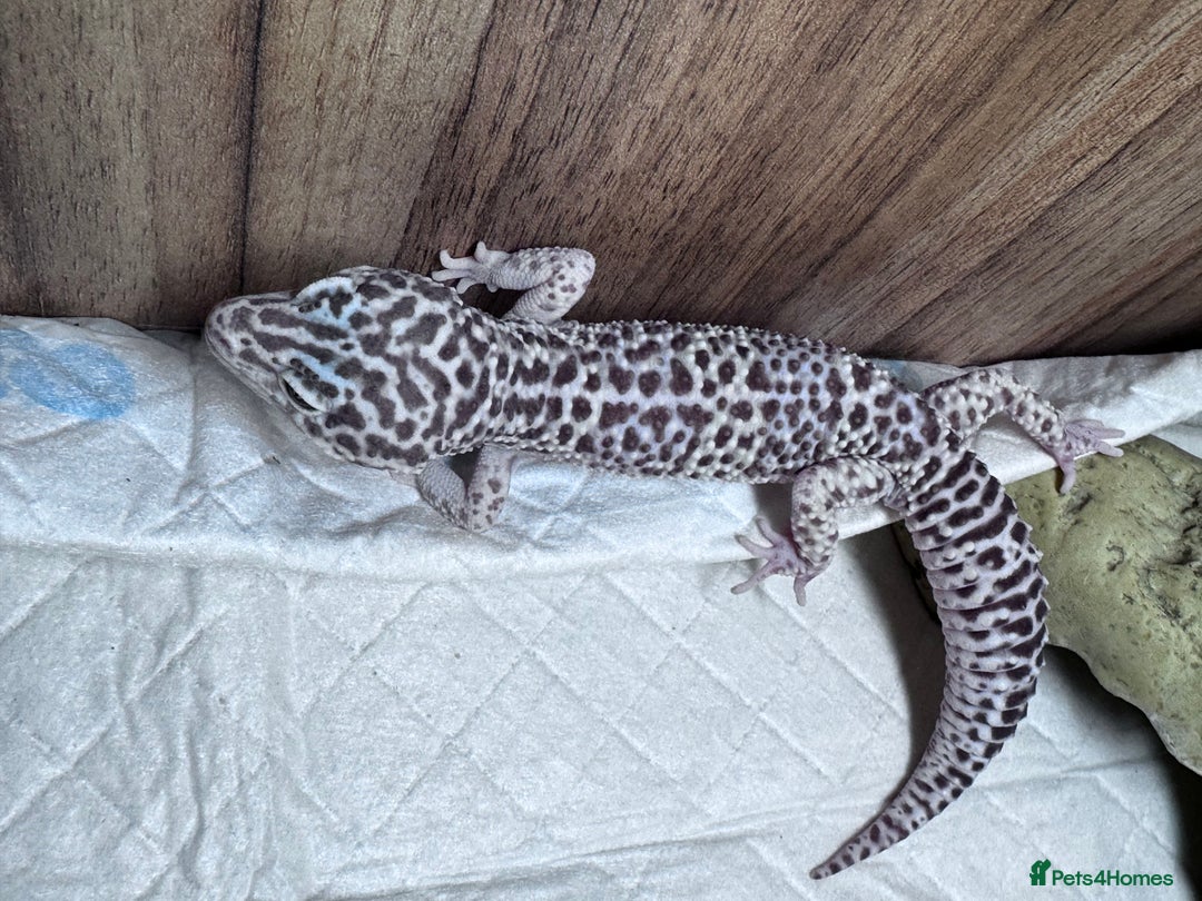Leopard Gecko reptiles for sale: crested geckos - possible a full setup  - Advert 2