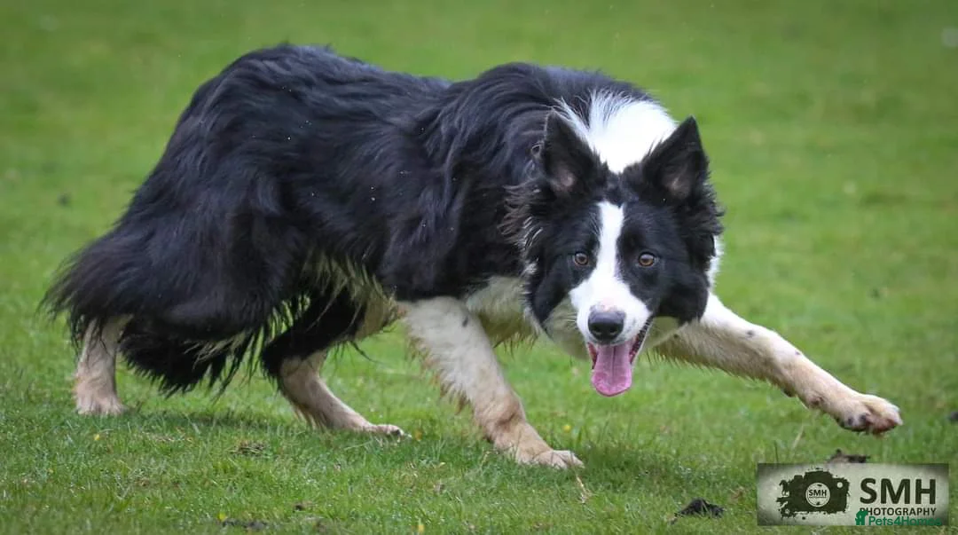 Sprollie dogs for sale: Sprollie Puppies - Advert 1