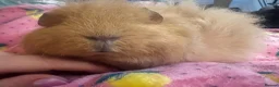 Guinea Pig rodents for sale: Ginger Swiss Retired Sow  - Advert 9
