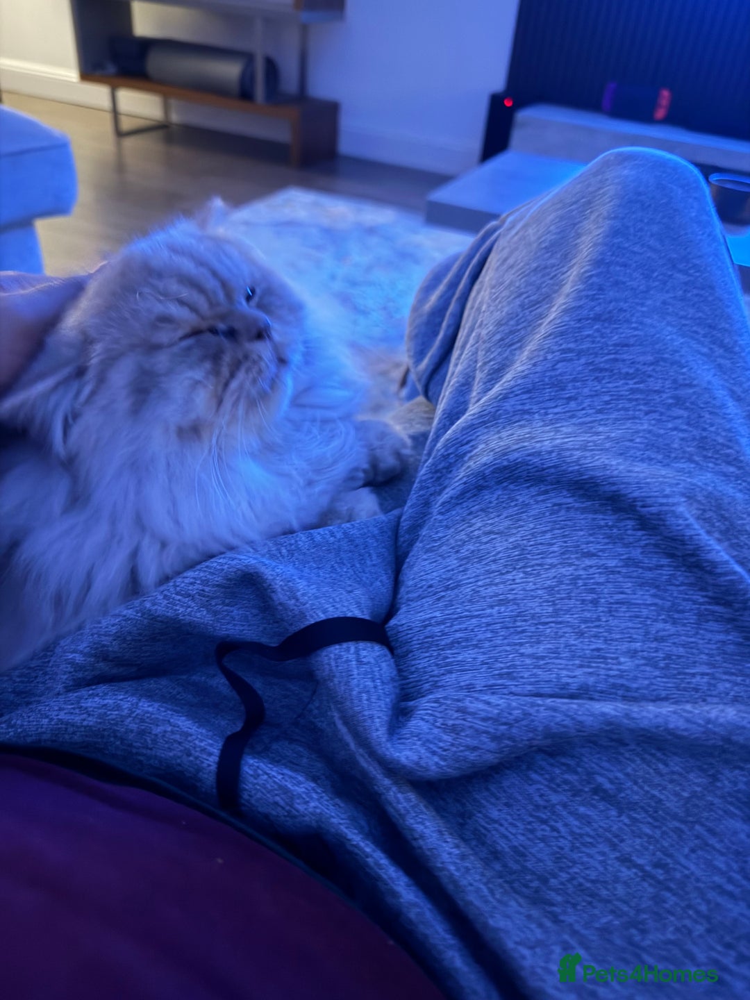 British Longhair cats for sale: 2 x British longhair brothers for sale together  - Advert 12