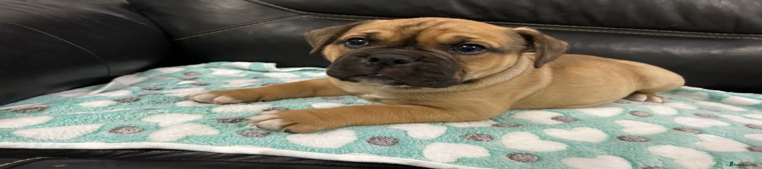Fawn boy Puppy 3
