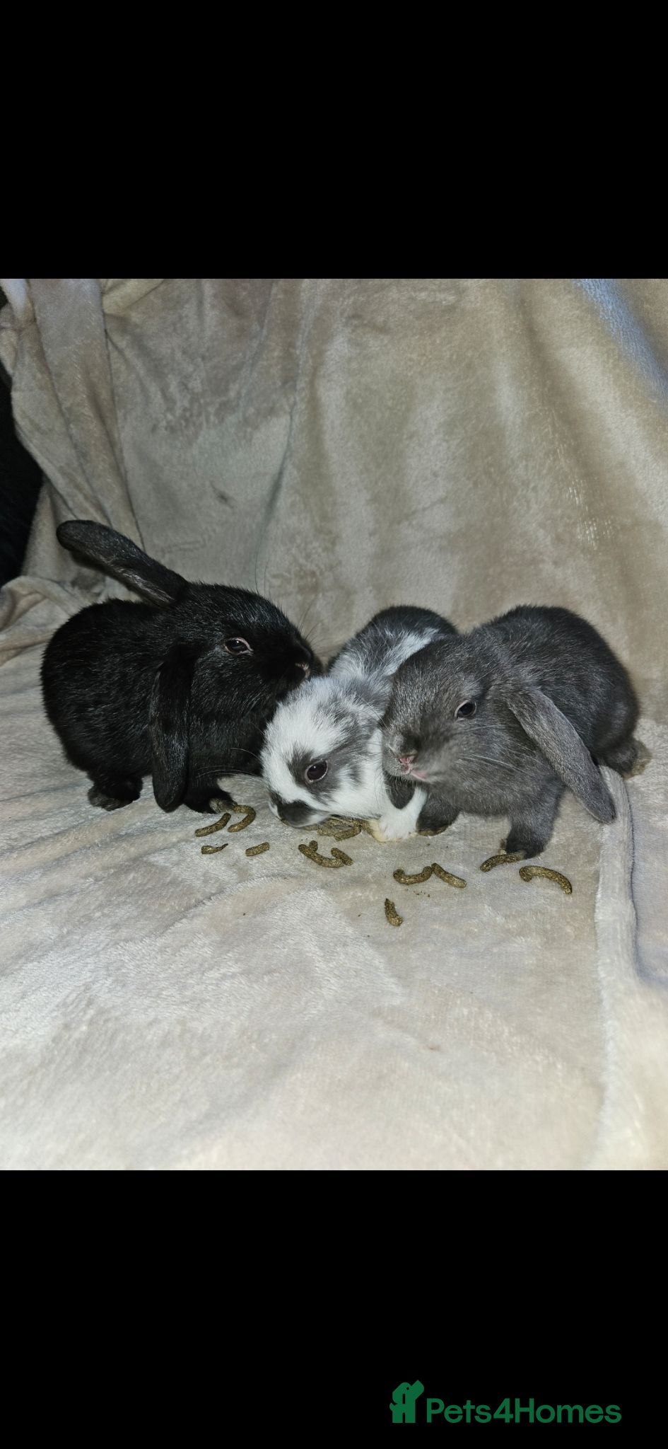 Mini Lop rabbits Baby Lop rabbits for sale to loving homes - Advert 1