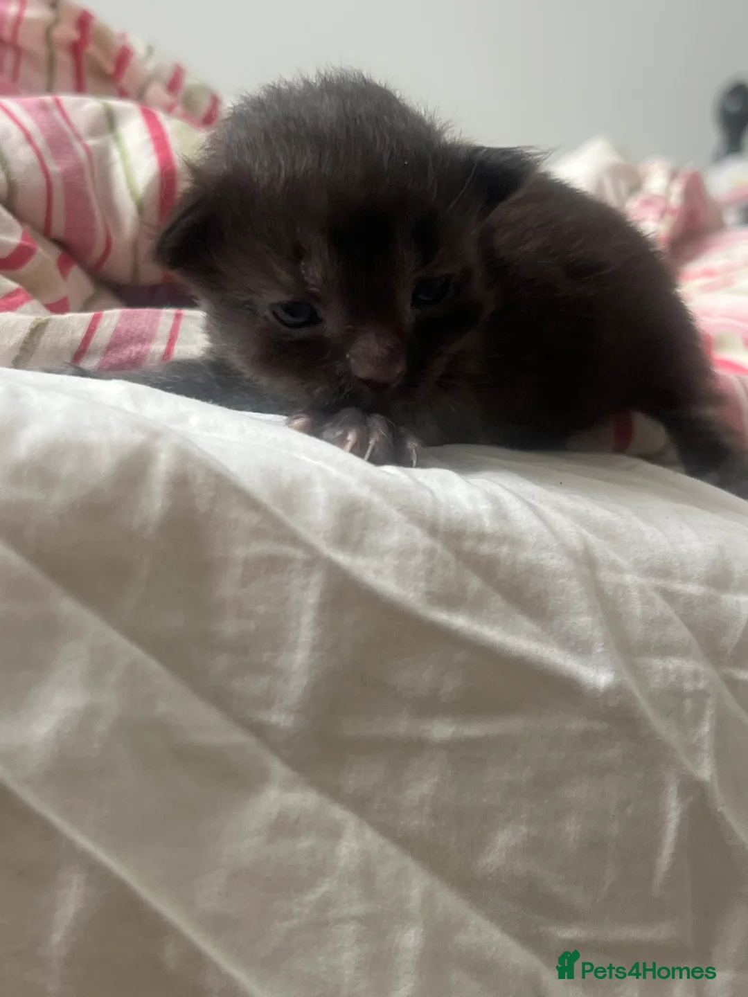 Maine Coon cats for sale: 4 beautiful maincoon mix tab kittens  - Advert 3