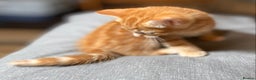 Mixed Breed cats for sale: Gorgeous Ginger And Tortoiseshell Female Kittens - Advert 32