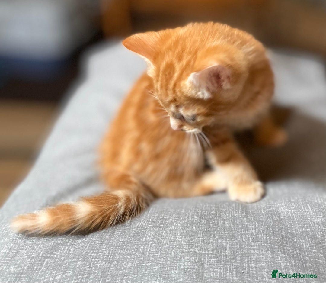 Mixed Breed cats for sale: Gorgeous Ginger And Tortoiseshell Female Kittens - Advert 32