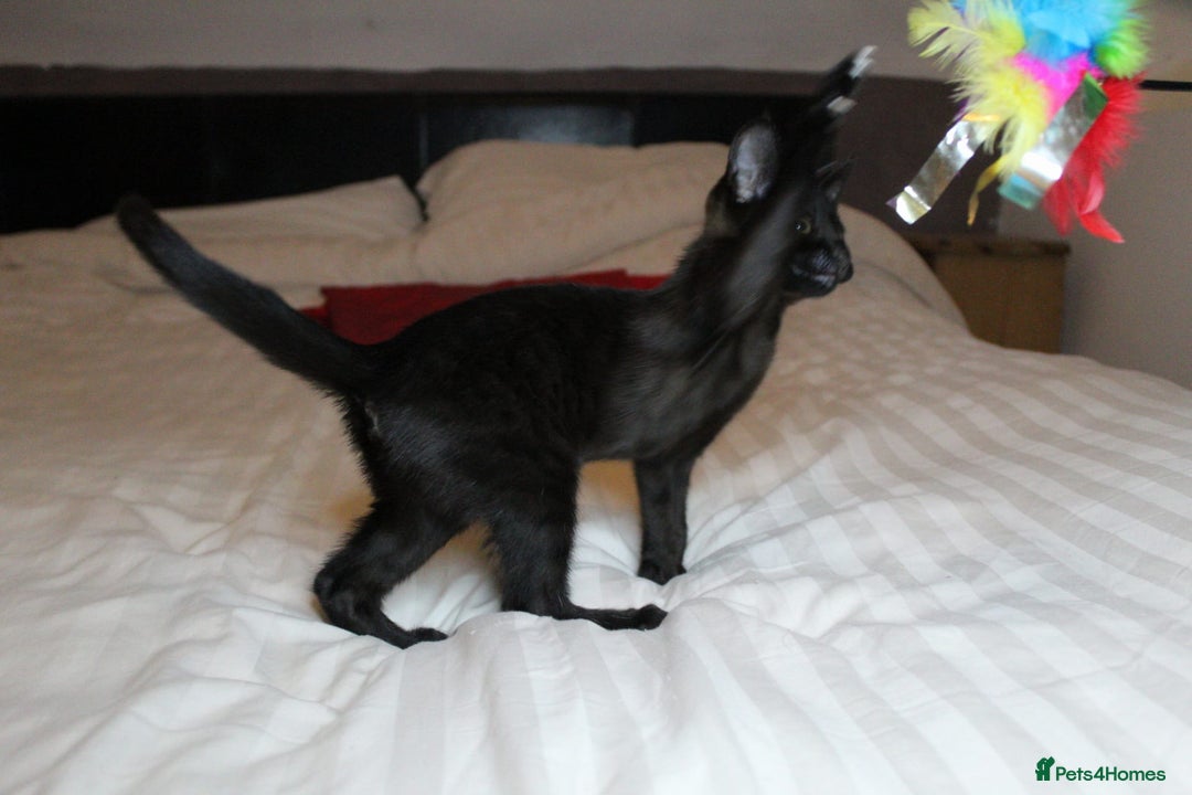 Savannah cats for sale: Stunning Davannah kittens - Advert 13