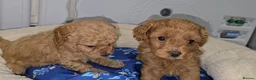 Cavapoo dogs for sale: 🐾 Beautiful Ruby Red F2B Toy Cavapoo Puppies 🐾 - Advert 5