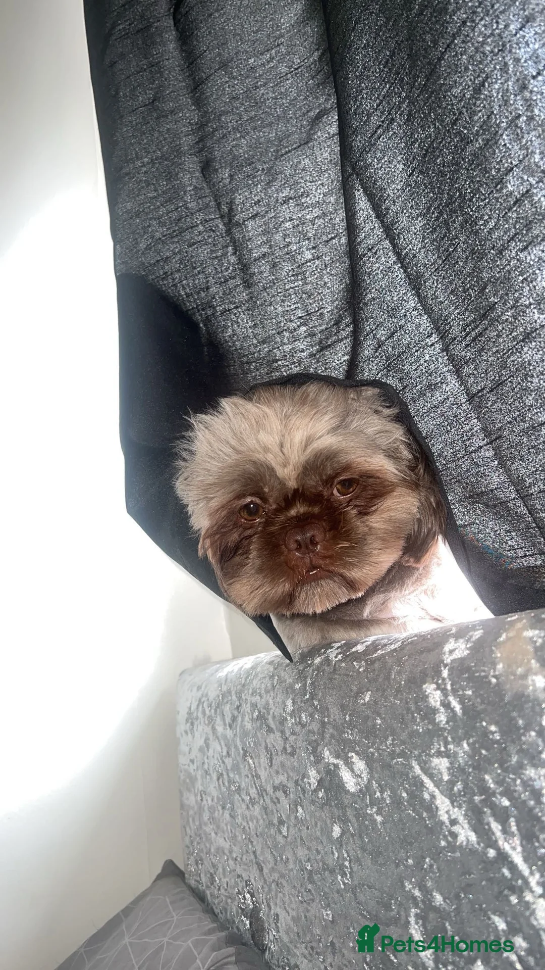 Shih Tzu dogs for stud: KC registered proven imperial Shih Tzu for stud  in Leicester - Advert 5