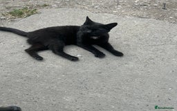 Mixed Breed cats for sale: Bonnie girl  - Image 2