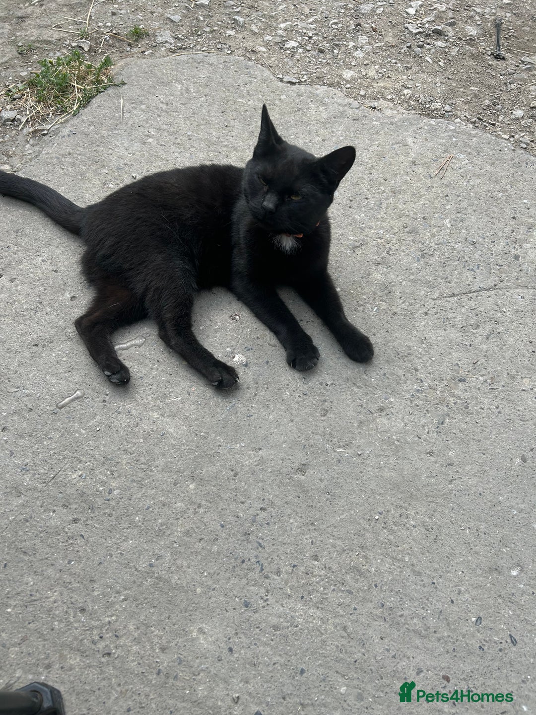 Mixed Breed cats for sale: Bonnie girl  - Image 2