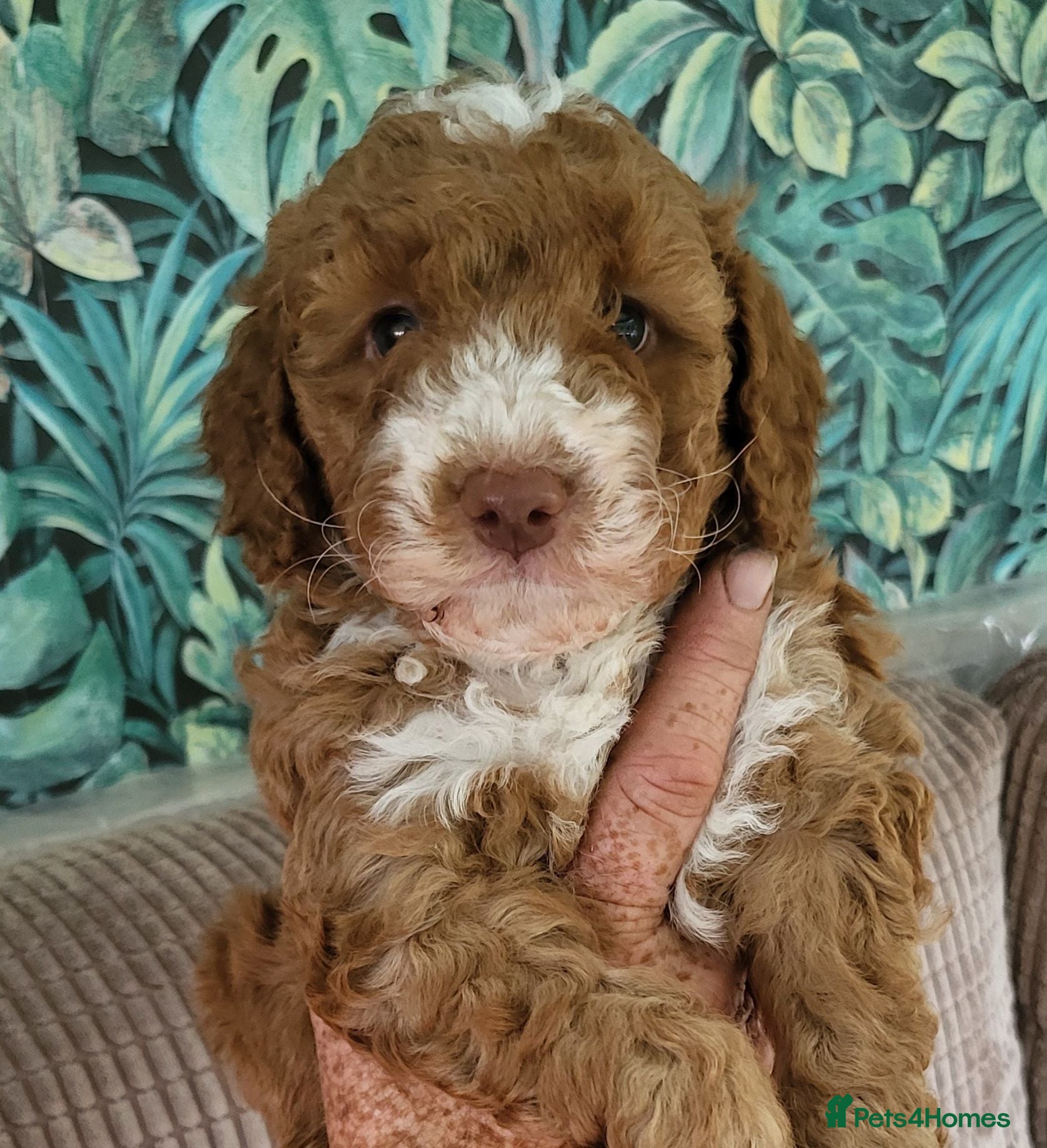 Labradoodle dogs Fabulous Miniature F1b Labradoodles  - Advert 1