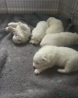 Samoyed dogs Adorable 6 Samoyed Puppies Waiting Forever Homes - Advert 2