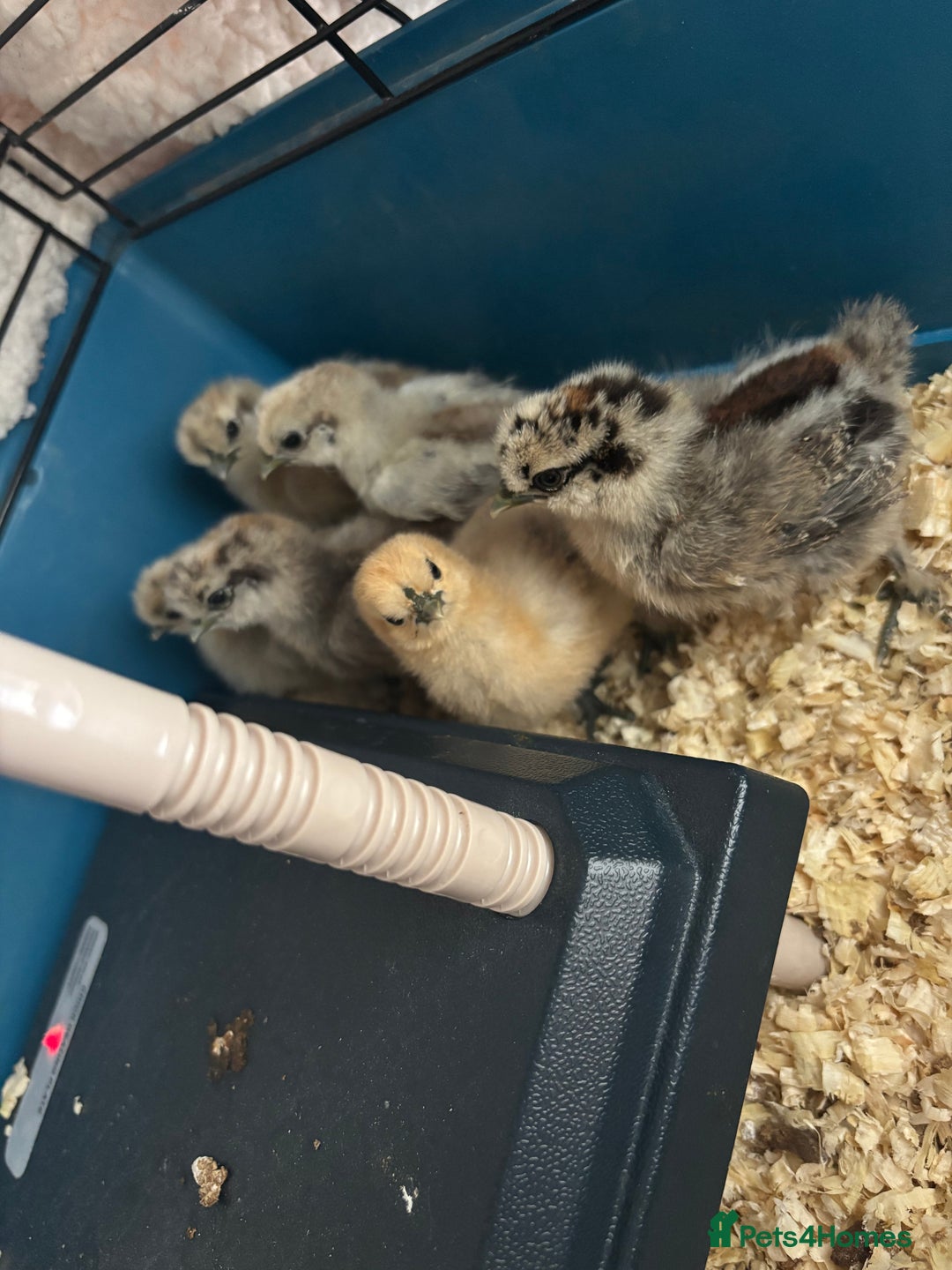 Chickens poultry for sale: Silkie chicks  - Advert 3