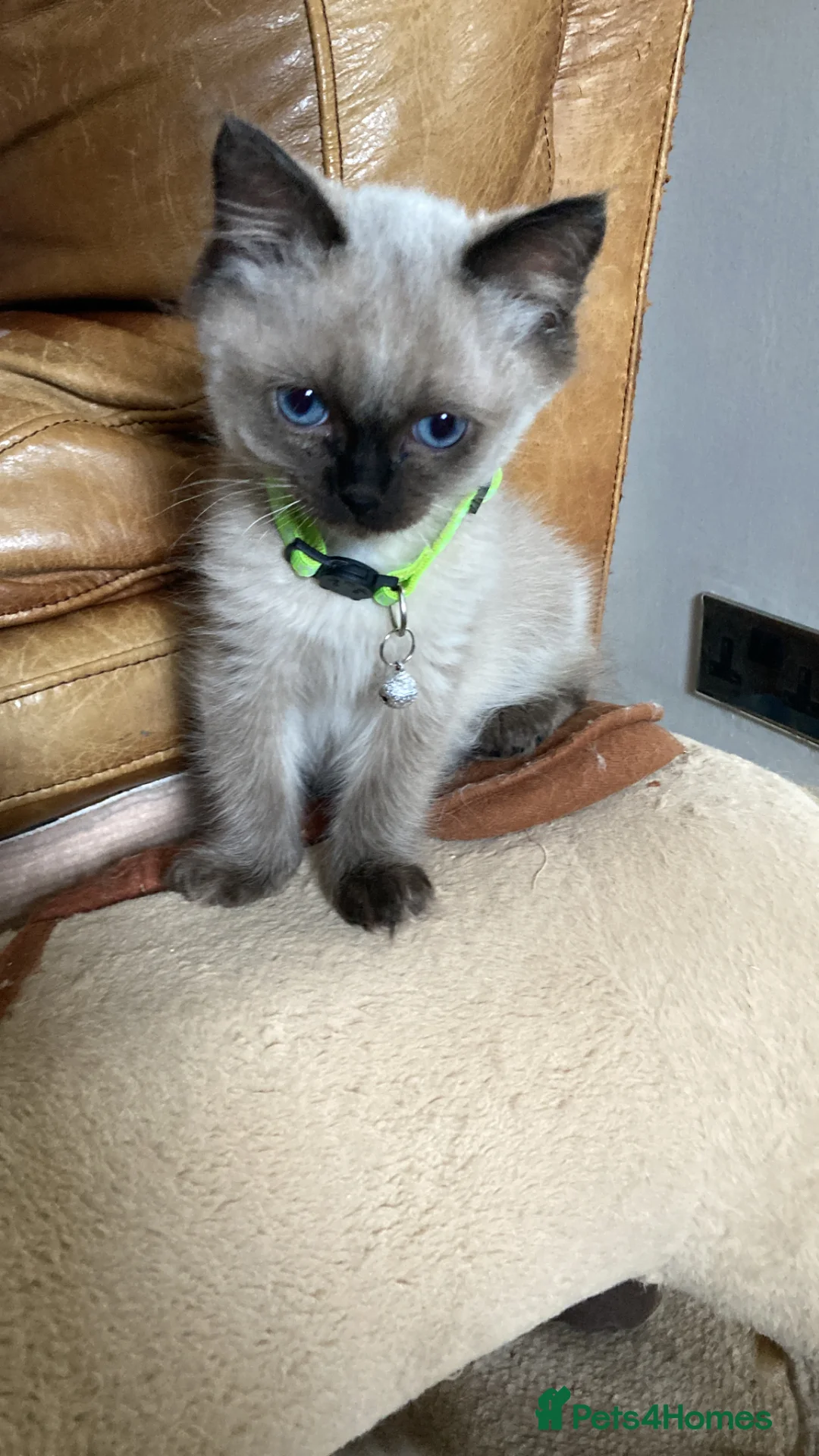 Ragdoll cats for sale: RARE CHOCOLATE Last Male Pure Ragdoll Kitten £600 - Advert 2