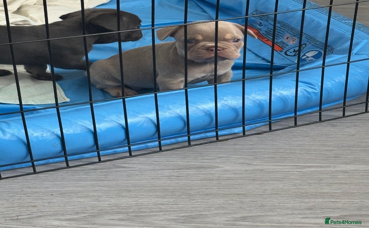 French Bulldog dogs - Advert 6