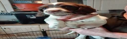 English Springer Spaniel dogs for sale: Ready now english Springer spaniels - Advert 3