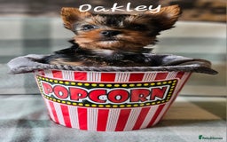 Yorkshire Terrier dogs for sale: miniature toy yorkie pups - Image 15