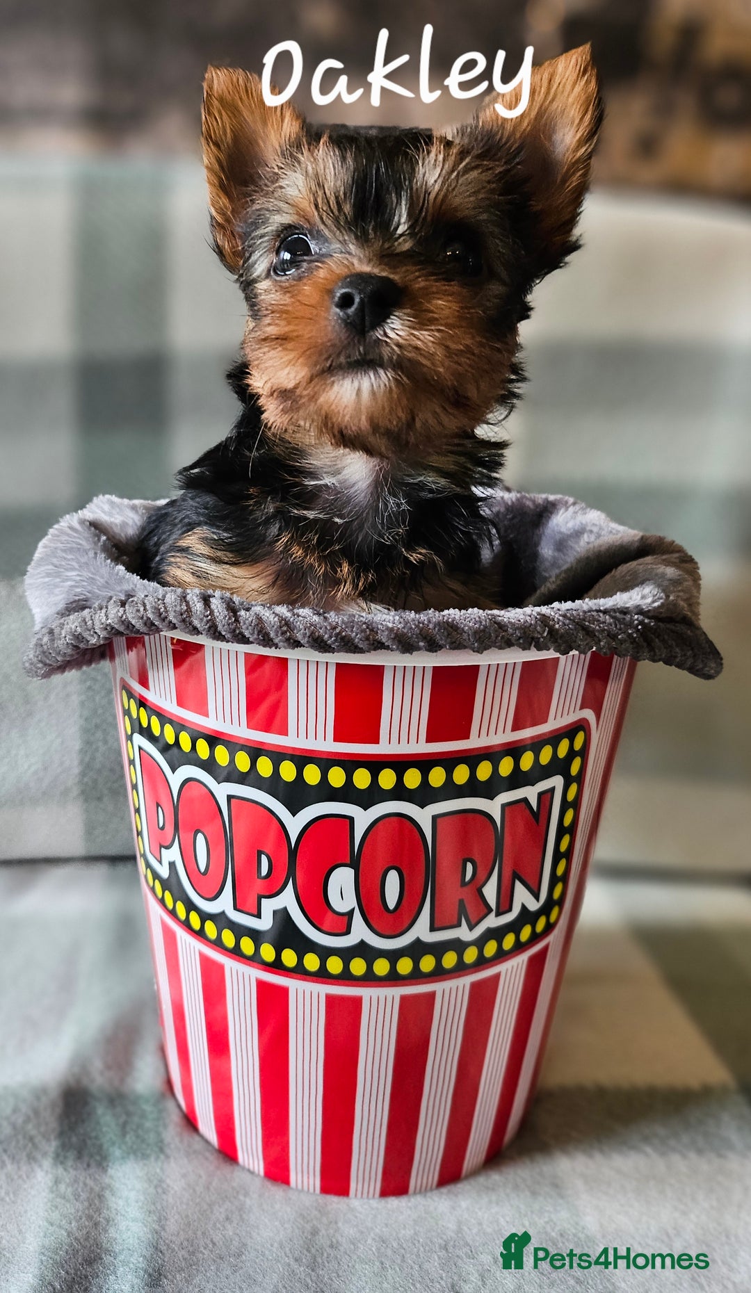 Yorkshire Terrier dogs for sale: miniature toy yorkie pups - Image 15