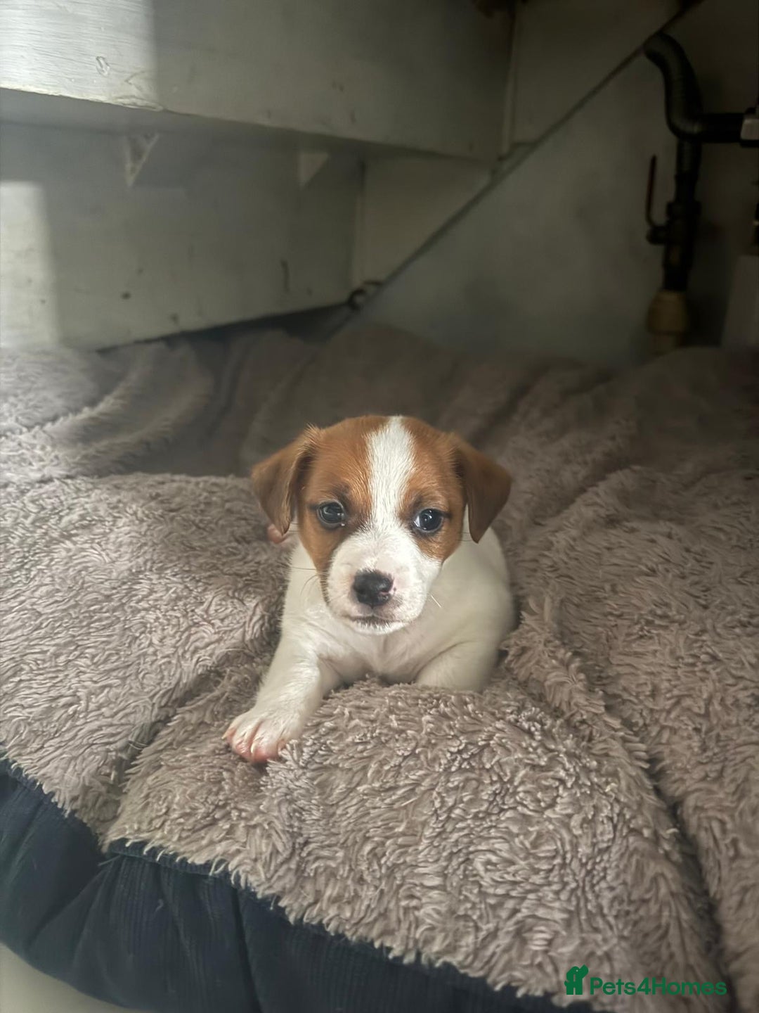 Jack Russell dogs for sale: Ingars - Advert 5