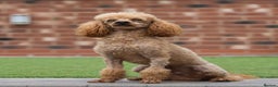 Miniature Poodle dogs for stud: Donnajays 5* PROVEN, HEALTH TESTED & PROFESSIONAL in Stafford - Advert 4